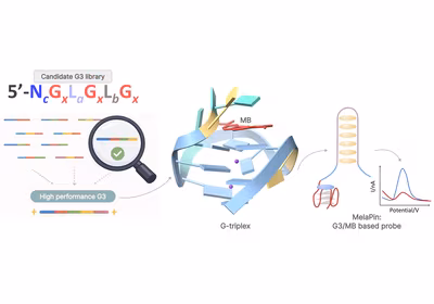 Teaser image of paper Sequence-Engineered G-Triplex/Methylene Blue System as a Label-Free Electrochemical Signal Module for Biosensor